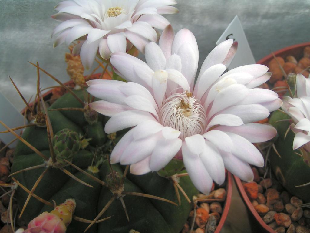 Gymnocalycium eurypleurum